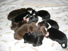 Pups
