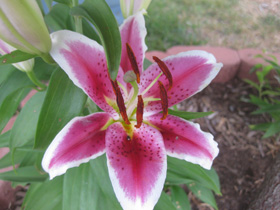 Summer bloom