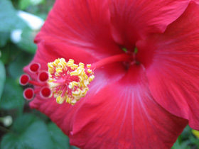 Hibiscus from the garden