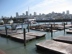Seals at Pier 39