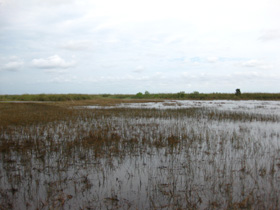 Gator Park